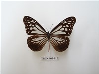 藏品(斯氏絹斑蝶)的圖片